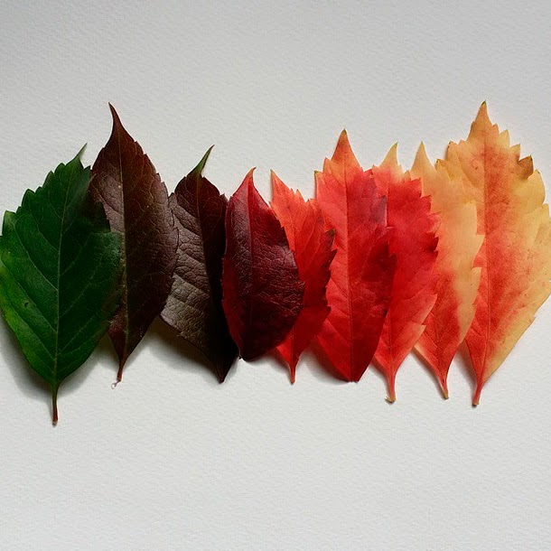 MANIFESTO ECO: la integridad de las prácticas sostenibles